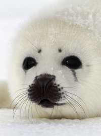 Una foca recién nacida sobre un bloque de hielo en el golfo de San Lorenzo, en Canadá, donde es probable que su caza comience este mes