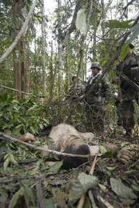 Soldados ecuatorianos observan el cuerpo de un presunto guerrillero de las Fuerzas Armadas Revolucionarias de Colombia en el paraje denominado La Angostura, en la provincia de Sucumbíos, un día después del bombardeo colombiano al campamento insurgente, perpetrado el pasado primero de marzo