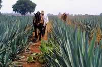 Debido al incremento en la siembra de agave, los productores ahora no encuentran mercado y no saben qué hacer con la planta madura, señala un investigador del tema. En la imagen, un campo de agave en Arandas