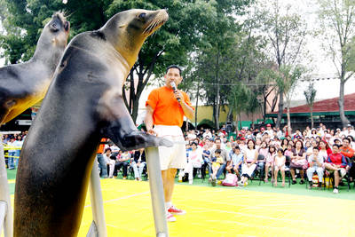 Leones marinos en las playas del DF