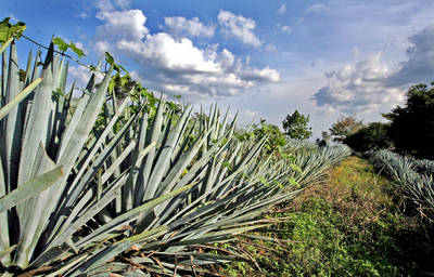 Cedió México a EU control sobre el tequila