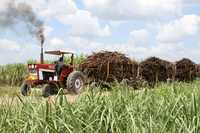 La Sagarpa anunció este jueves que este año se ejercerá 60 mil millones de  pesos en apoyo a productores de alimentos