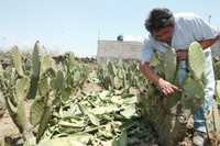 Ejidatarios de la delegación Milpa Alta enfrentan una plaga conocida como la mancha negra en sus cultivos de nopal, Refieren que antes se presentaba en las pencas altas, pero ahora está en la raíz