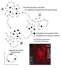 Si muchas veces la neurona A activa a la B y ésta a la C, después de cierto tiempo la ruta A-B-C en el circuito sería preferente, se activaría con más facilidad, respondería a un conjunto de estímulos de manera diferencial, y al circuito formado por ellas se le llamó ensamble neuronal, sustrato hipotético del rastro de una memoria en el circuito o red