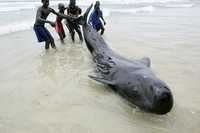 Esta ballena, varada en la playa de Yoff, cercana a Dakar, en Senegal, tuvo suerte y fue remolcada mar adentro por una embarcación pesquera, pero otros ejemplares de la especie nariz de botella no corrieron con la misma suerte y una veintena de ellas murieron en la costa a pesar de los esfuerzos de los lugareños por ponerlas a salvo