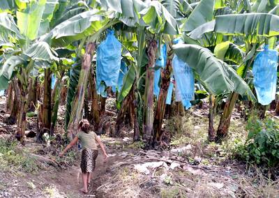 El plátano, parábola de nuestro tiempo