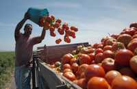 Recolección de jtomate en Culiacán, Sinaloa