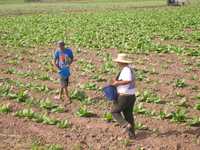 Rodolfo Coronado, representante de productores de tabaco de Nayarit, deploró las advertencias de las secretarías de Salud y de Agricultura, las cuales anunciaron que para 2010 se erradicará este cultivo, del cual subsisten miles de familias. El dirigente señaló que esa medida sólo provocará la importación de materia prima y agravará la migración. Las imágenes fueron captadas en plantíos del municipio de Santiago Ixcuintla