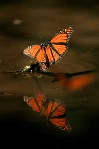 Más de cuatro meses permanecen las mariposas en las áreas de conservación mexicanas antes de regresar a las zona de los Grandes Lagos, entre Estados Unidos y Canadá