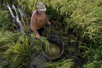 Cosecha de arroz en la cooperativa agrícola Camilo Cienfuegos, en Bahía Honda, Cuba