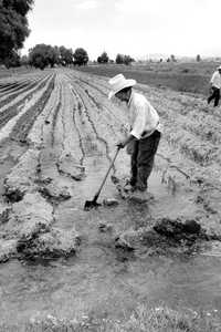 Cultivo en San Salvador Atenco, estado de México  Jesús Villaseca