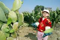 Una helada atípica al comienzo de este año provocó que muchos productores de nopal sufrieran la pérdida de sus cosechas, con la consecuente merma económica. La imagen, en el poblado de San Lorenzo, en Milpa Alta, en febrero pasado