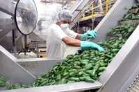 Aspecto de la planta de chiles La Costeña, en México, donde directivos y trabajadores pretenden demostrar que el chile jalapeño que se importa a Estados Unidos no está contaminado