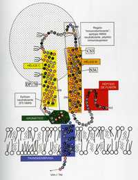 Modelo lineal de la proteína gp 41 transmembrana (TM) de VIH-1, en una proyección plana de la estructura propuesta derivada de un modelo por computadora y basada en la estructura HA2 del virus de la influenza. Las a-hélices están representadas como redes modificadas de hélices, alternando 3 y 4 aminoácidos por vuelta, conectados por líneas únicas. Los aminoácidos hidrofóbicos están señalados como círculos llenos, los cargados como círculos vacíos y los neutrales como círculos parcialmente llenos. Las regiones no helicoidales se representan como cadenas extendidas pobremente enrolladas; los giros fuertes se señalan con una T, la unión intramolecular disulfuro, propuesta con una doble línea. Figura cortesía de R. Garry