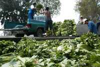 Productores demandan mantener los lineamientos del Programa de Apoyos Directos al Campo con el fin de propiciar un desarrollo sustentable. En la imagen, cosecha en la microcuenca del canal de Acapol, en la franja limítrofe de la delegación Tláhuac con el estado de México