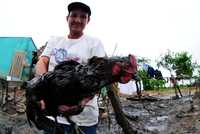 Un habitante del ejido San Francisco Tierra Nueva muestra una de sus gallinas, cubierta por un derrame de hidrocarburos que ha matado animales silvestres y miles de peces, además de contaminar viviendas, tierras de cultivo y de pastoreo. Los lugareños que han ido a revisar sus propiedades se quejan de olores nauseabundos que les producen dolores de cabeza y vómitos