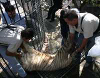 Durante el traslado de los animales que estaban en cautiverio en una mansión ubicada en el Desierto de los Leones, que ocupaban presuntos narcotraficantes colombianos