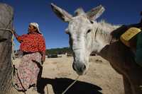 La movilización de los indígenas es una reacción natural ante los numerosos engaños que padecen. En la imagen una mujer de Jalisco prepara su burro para participar en una protesta contra un proyecto de las autoridades de construir una carretera que afecta sus tierras